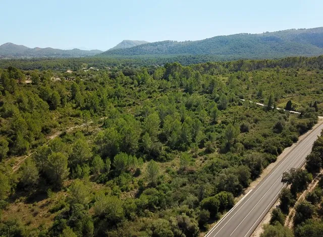 Large country plot for sale near the town of Pollensa, Mallorca — photo 8