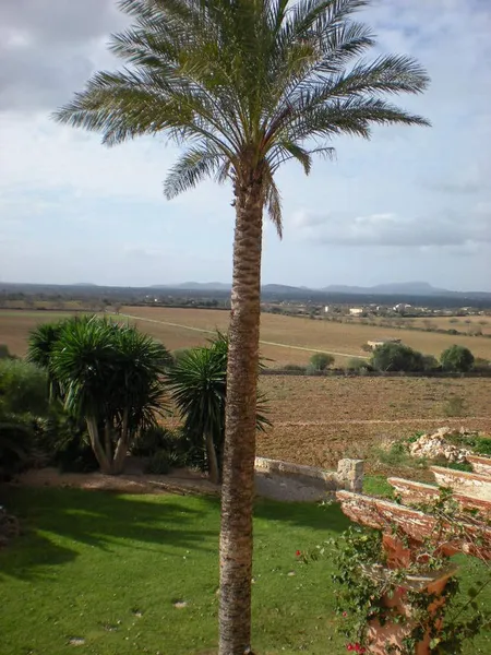 Rustic house in Manacor — photo 7