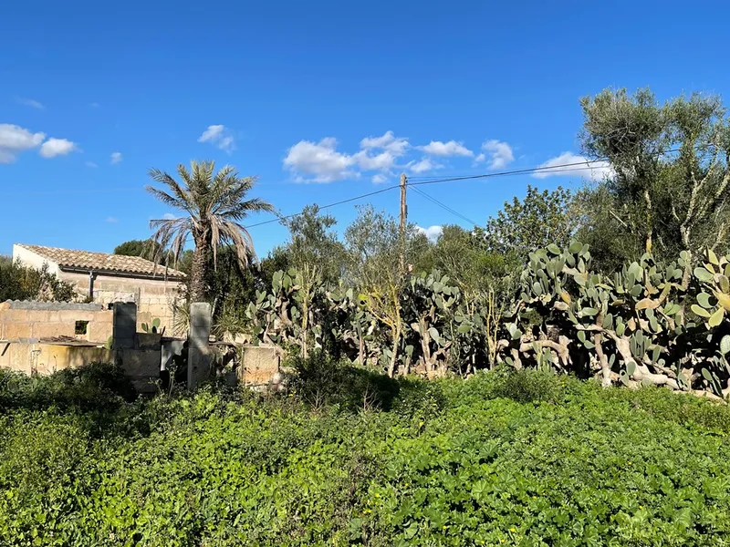 Small rustic finca with land of 20,000 m² for sale with project for a detached house of 225 m² — photo 8
