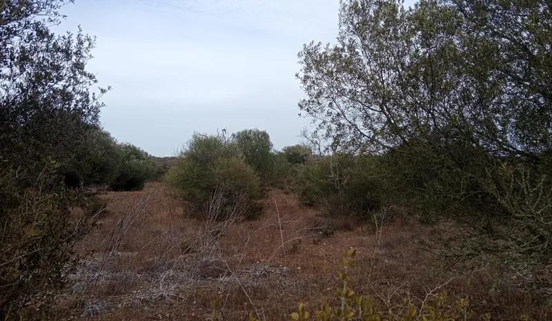 Ultimate rustic plot in Ses Salines, Mallorca for sale — photo 9