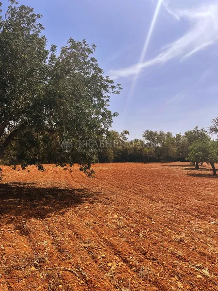 Large Country Estate to reform in Llucmajor — photo 5