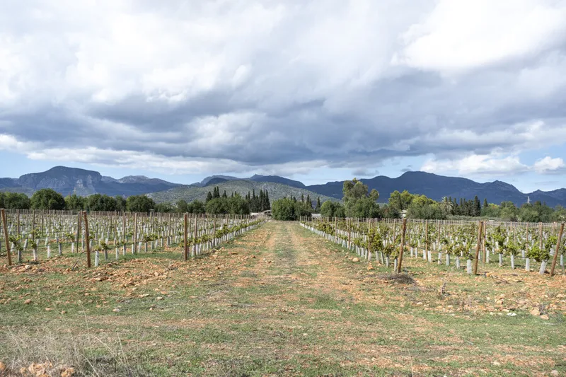 Exceptional Vineyard Plot with Approved License for Luxury Villa Construction — photo 12