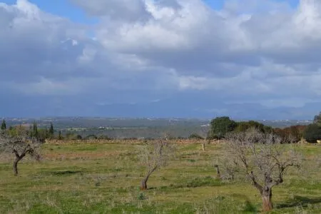Rustic property - Manacor (Afueras), Built Surface 10m², Plot Surface 42985m² — photo 7