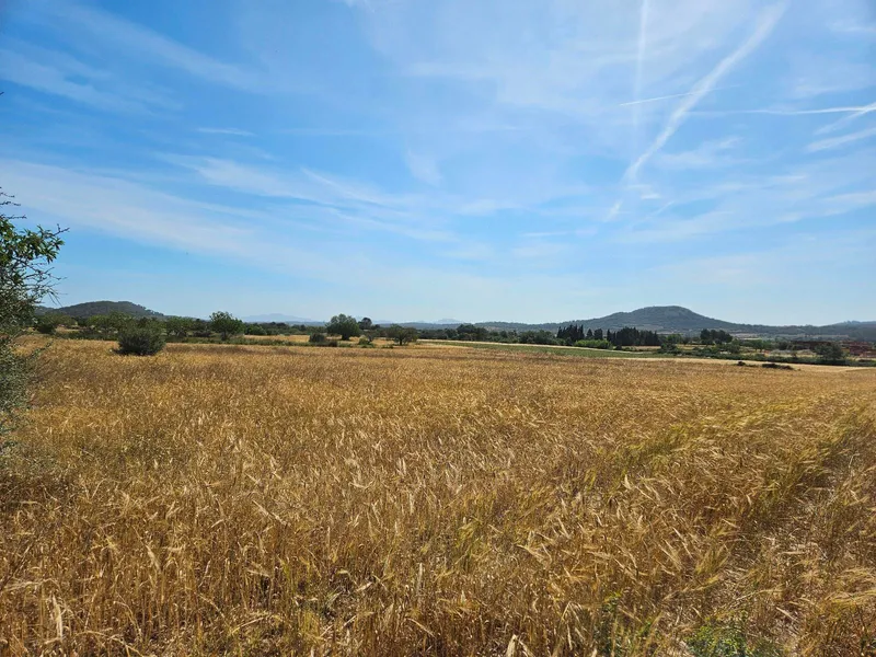 Rustic developable plot in Sineu — photo 2