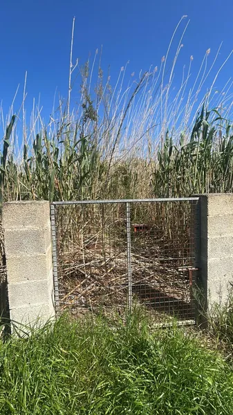 Fenced plot with well – Sa Pobla, Mallorca — photo 1