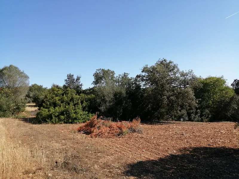 Country Land near Cas Concos — photo 5