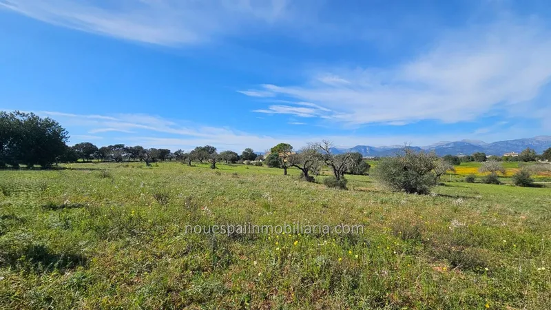 Buildable rustic finca in Inca with basic project — photo 6