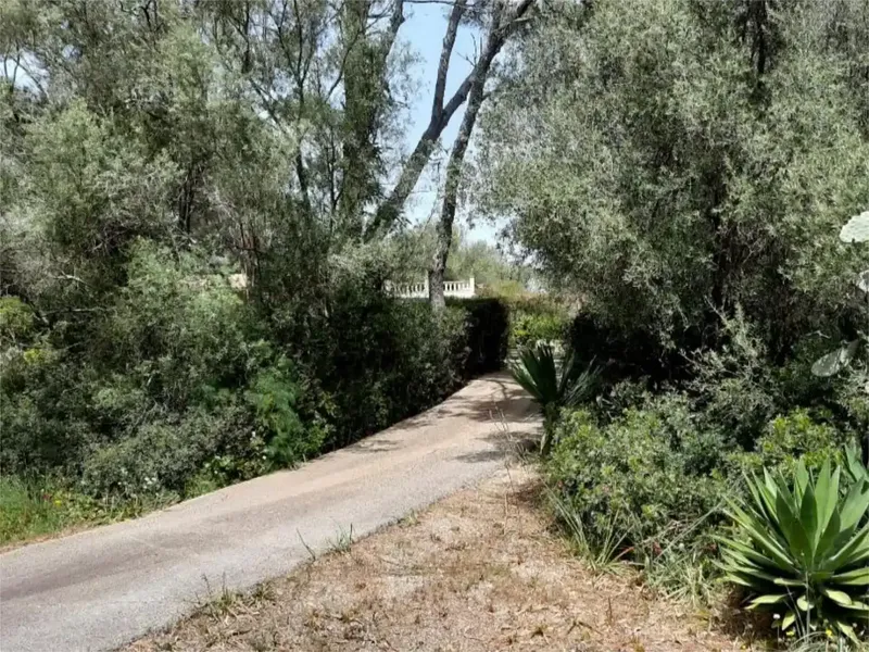 🌿 Finca rústica con casa independiente, piscina y placas solares en Algaida, cerca de Palma — photo 4