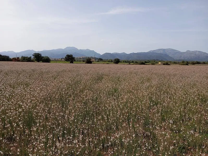 Land in sa Pobla, Province of Balearic Islands — photo 8