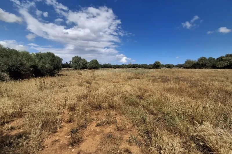 Large plot with cedula - Santanyi-Campos - T 14 — photo 1