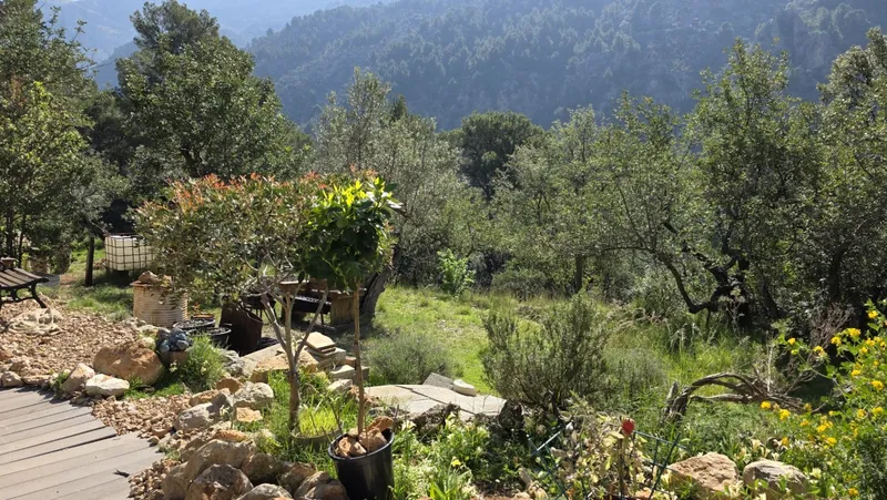 Olive grove with stone cottage and views of the Tramuntana in Sóller — photo 12