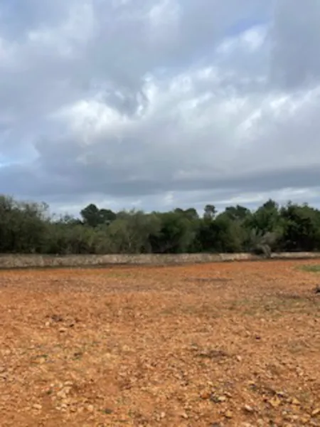 Rustic plot with license in Felanitx — photo 2