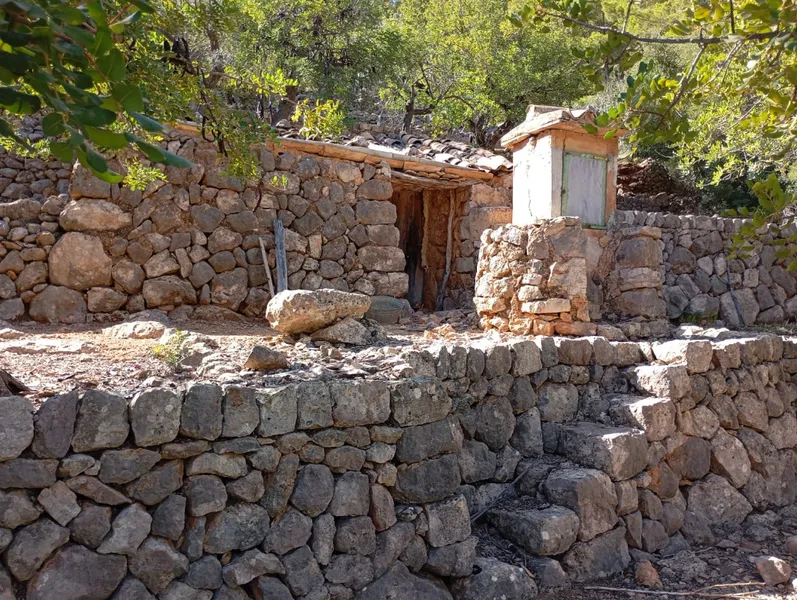 Sunny olive grove in Fornalutx — photo 2