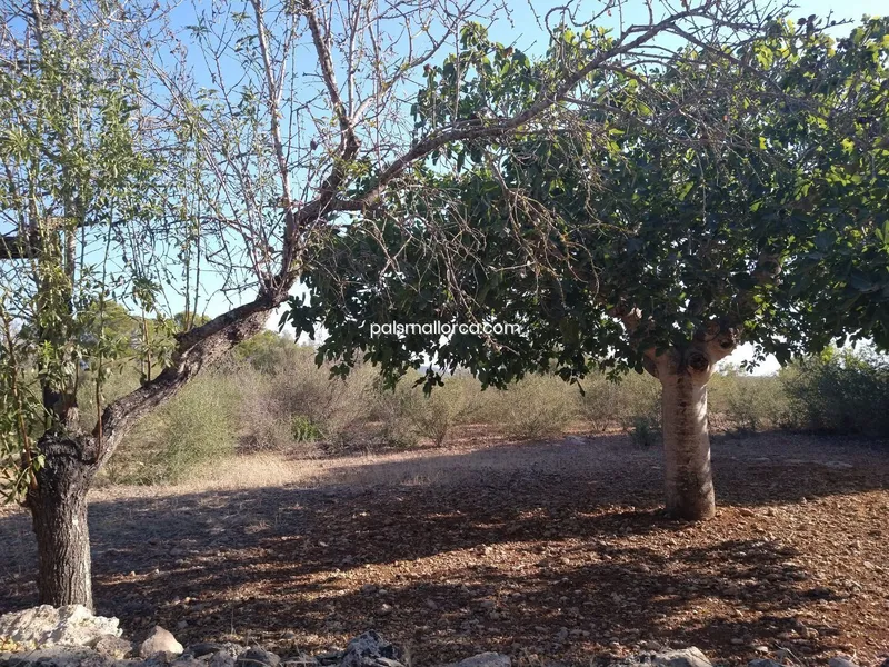 Country House in Palma — photo 4