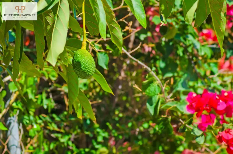 Finca with holiday rental license and profitable avocado plantation near Palma de Mallorca — photo 8