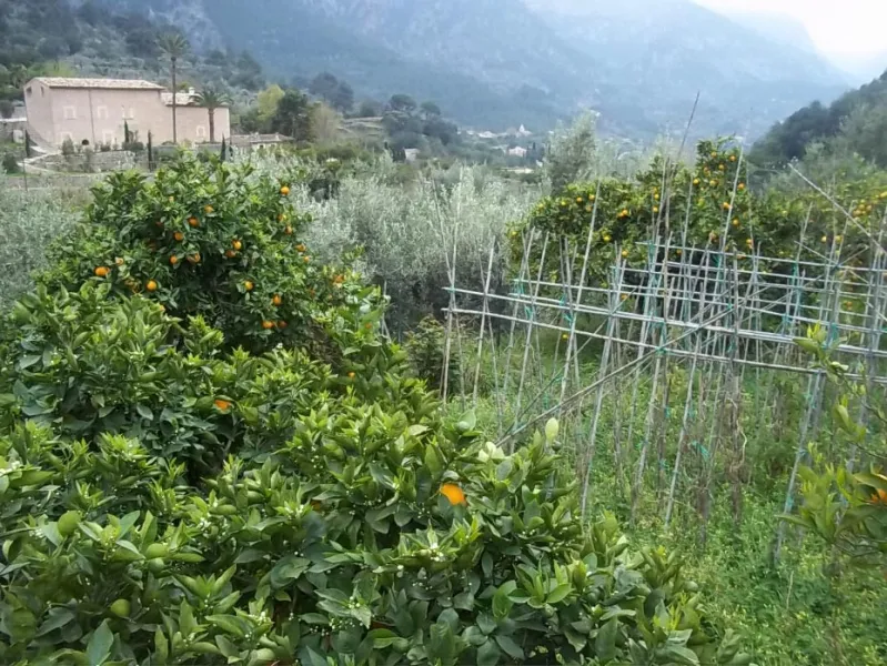 Garden plot in Fornalutx — photo 3