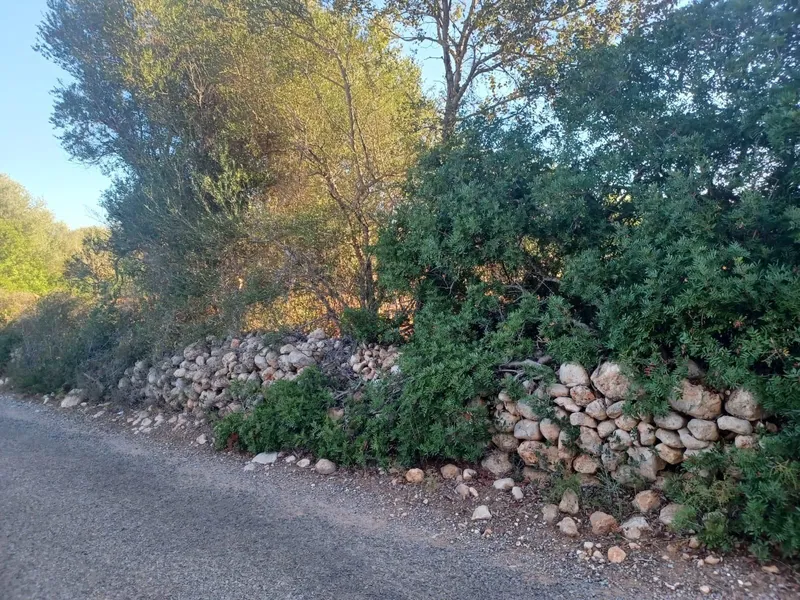 Plot in Felanitx — photo 7
