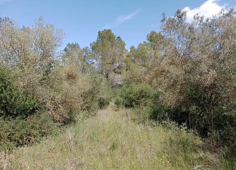 Large Rustic Land near Campos, Mallorca — photo 5