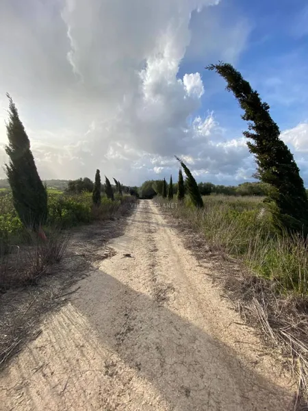 Rustic plot in Muro — photo 5