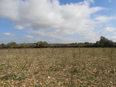 Rural Land - Manacor, Plot Surface 14740m² — photo 5