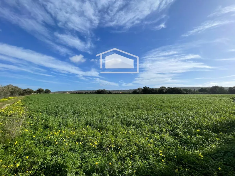 Rustic plot of more than 20,000 m² with excellent access and open views next to Ses Salines and Colonia de Sant Jordi — photo 6