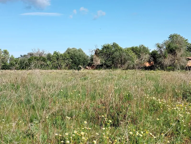 Exclusive 20,000 m² Estate with Sea Views: Tradition and Connectivity between Calonge and Cala d'Or — photo 5