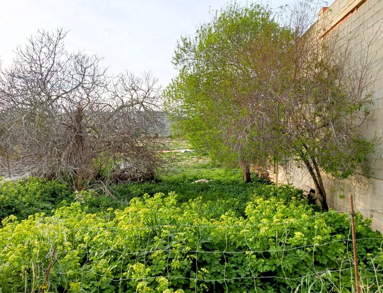 Exclusive plot with sea views and great development potential in Alquería Blanca — photo 10