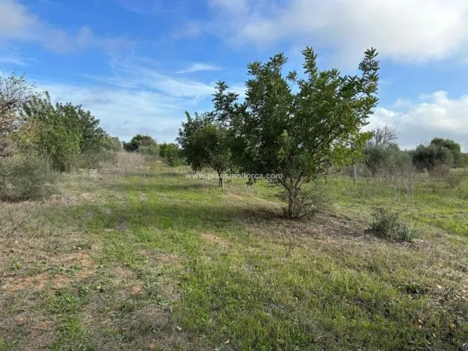 Plot in Santa Maria, Son Llaut Industrial Area — photo 5