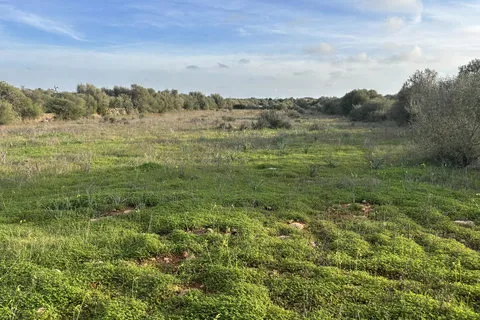 Land in Santanyi, Mallorca — photo 3