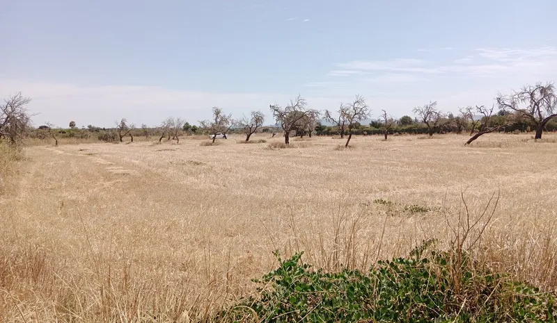Dream Plot Near Campos: 19,934 m² of Tranquil Mallorca Land — photo 3
