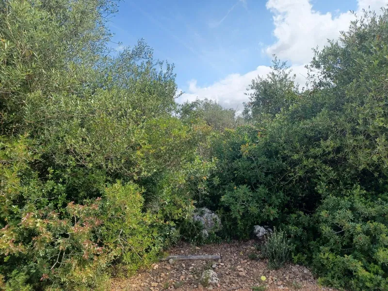 Plot in Felanitx — photo 3