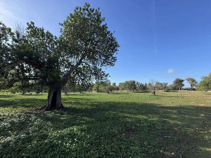 Exclusive building plot just a few minutes from Cas Conc... — photo 1