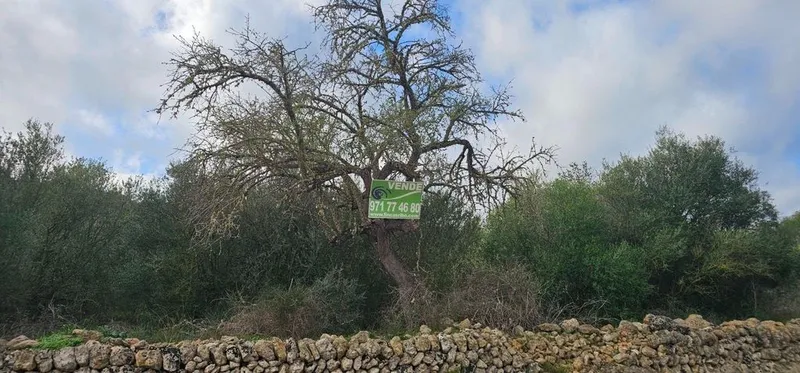 Land in Santa Eugènia, Province of Balearic Islands — photo 11