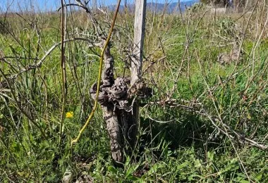 Plot in Santa Maria — photo 10