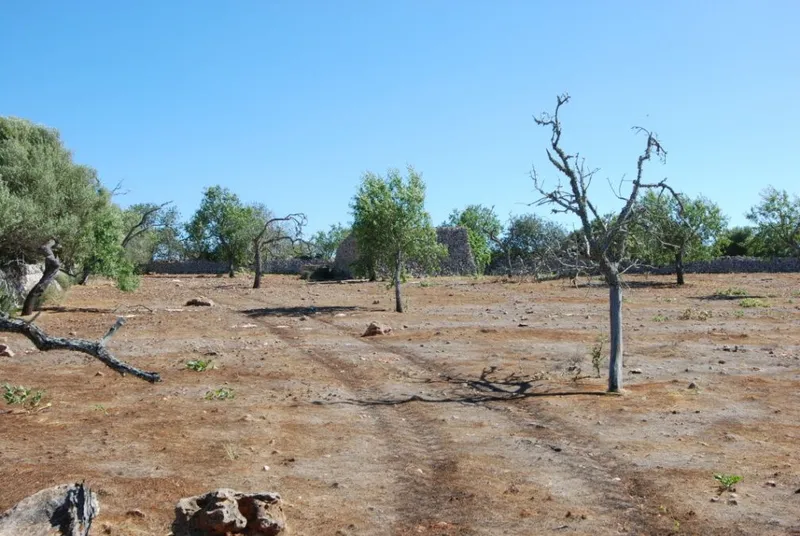 Interesting rustic plot between Santanyi and Es Llombards — photo 2