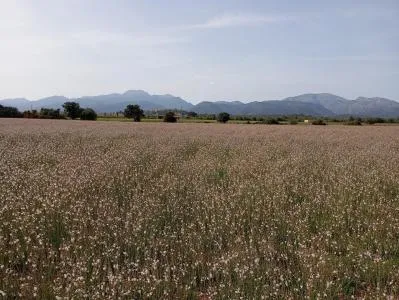 Plot of land - Sa Pobla, plot surface 80378m². — photo 4