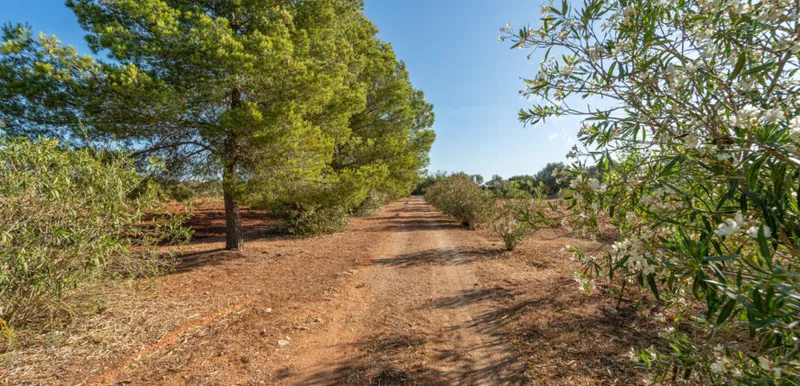 Country house for sale in Campos with land, orchard and own well — photo 10