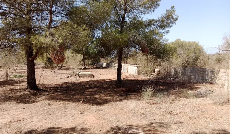 Large Rustic Land near Campos, Mallorca — photo 9