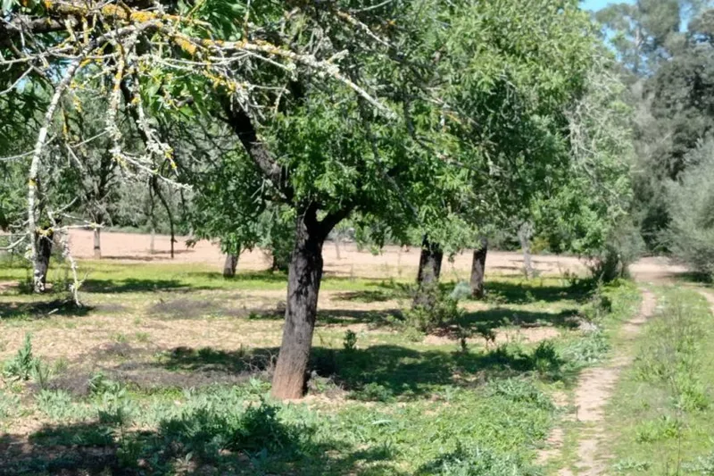 Rustic Plot between Porreres – Montuiri — T 19 VK CM — photo 2