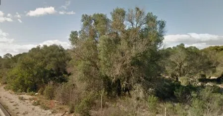 Urban plot of land - Llucmajor (Llucmajor (Campo)), plot surface 302.67m2 — photo 5
