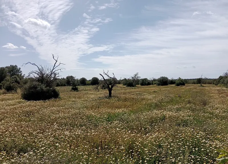 Large Rustic Land near Campos, Mallorca — photo 6