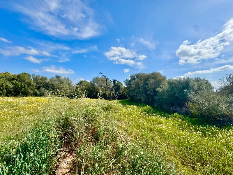 Exclusive rustic plot in a privileged setting near the best beaches of Mallorca — photo 4