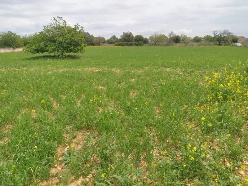 Land in Can Picafort, Province of Balearic Islands — photo 1