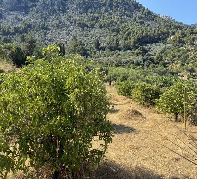 Orchard in Es Racó d’en Vives — photo 1