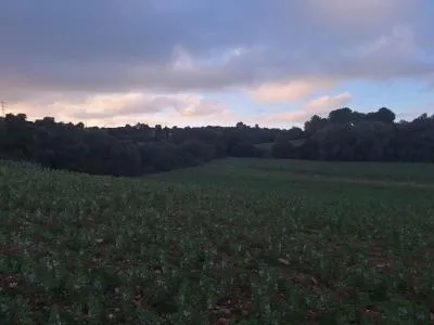 Plot of land - Manacor (Son más) — photo 6