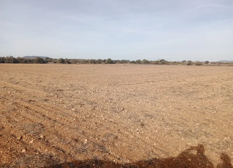 Land in Son Valls near Felanitx, Mallorca — photo 1