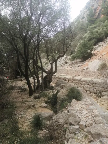 Olive grove in Barranc de Biniaraix — photo 10