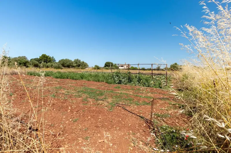 In an environment of absolute calm, surrounded by nature and with the charm of the rural landscape of Felanitx, this magnificent estate extends — photo 8