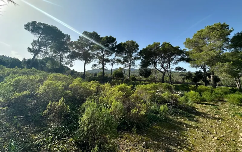 Large rustic estate with project: Total privacy near Cala Romántica — photo 11