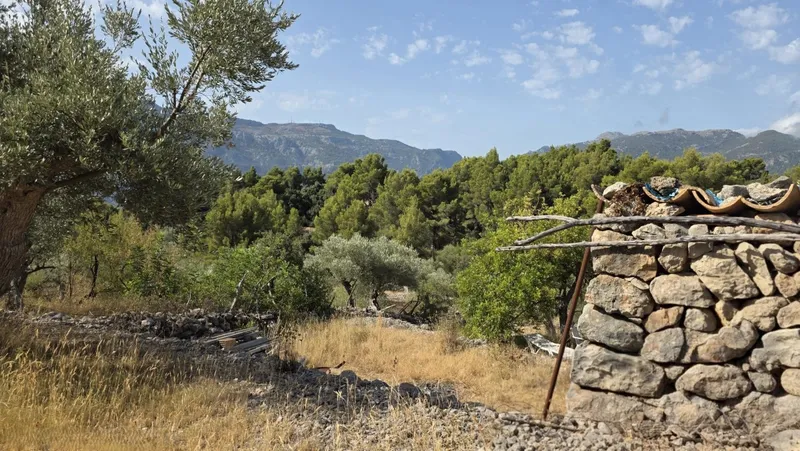 Olive grove in Fornalutx with tool shed — photo 9